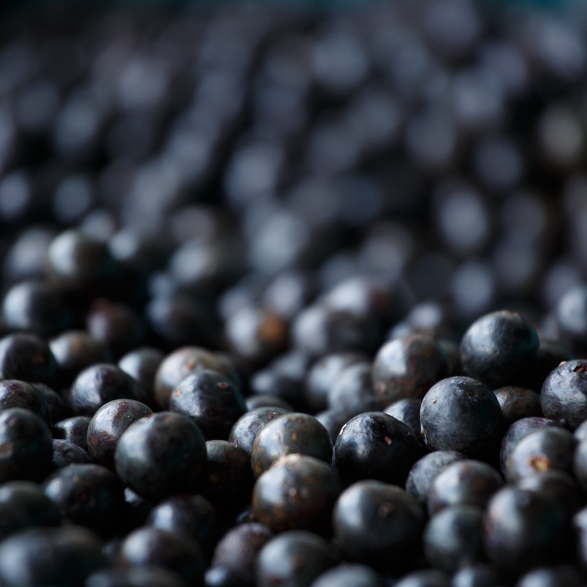 Health Benefits Of Eating Acai Berries Swolverine health-benefits-of-eating-acai-berries-swolverine