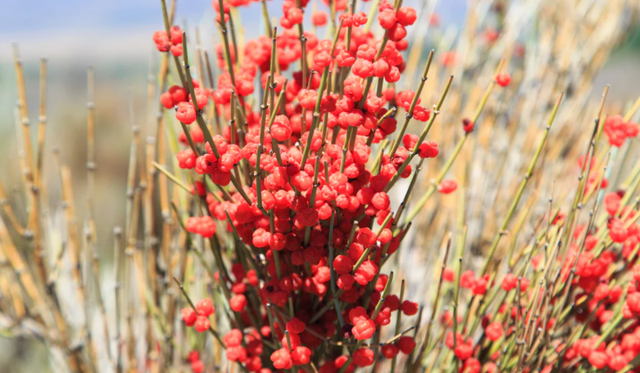 Ephedra Sinica: Ancient Herb, Modern Performance Booster