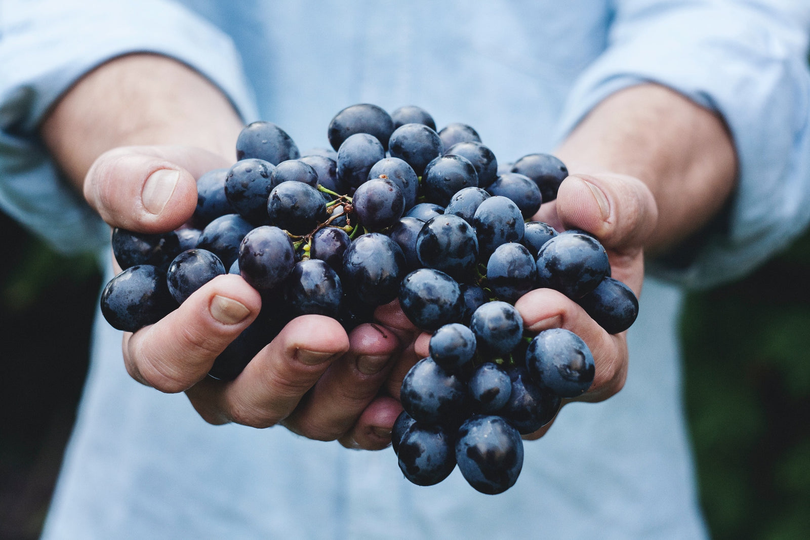 4 Amazing Benefits Of Resveratrol