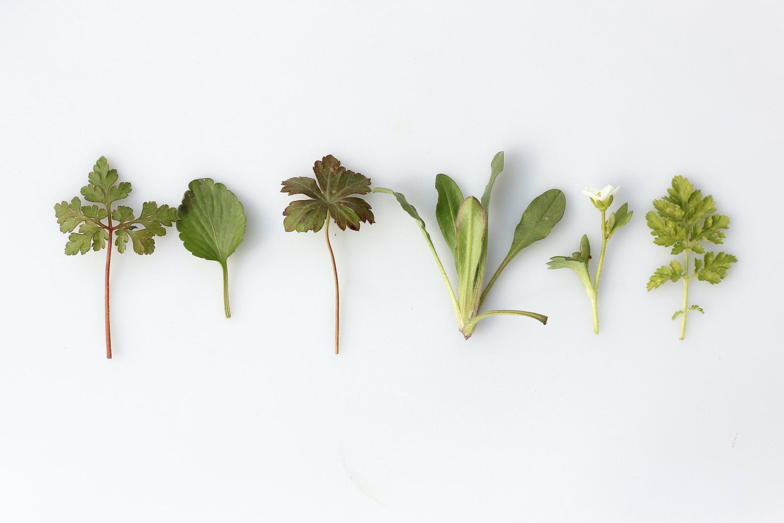 The 6 Best Adaptogens To Help You Relieve Stress And Anxiety