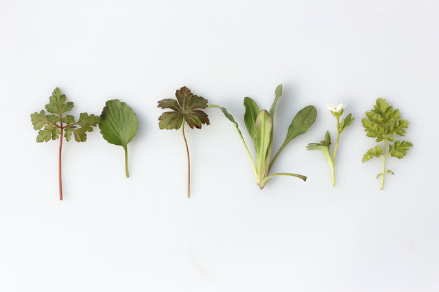 The 6 Best Adaptogens To Help You Relieve Stress And Anxiety