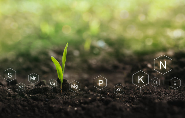 4 Impressive Benefits Of Boron