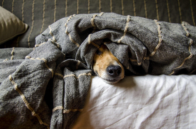CBD for Dogs: Does It Really Work? Hype vs. Evidence