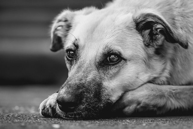 Do Dog Probiotics Really Work? The Truth About Pet Gut Health Supplements