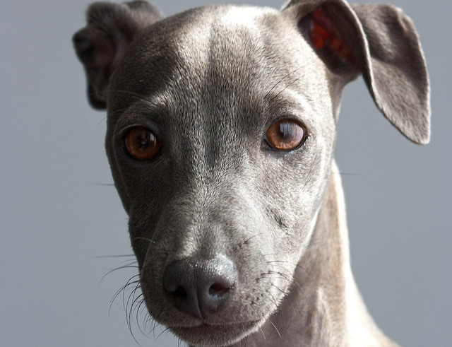 Pet Multivitamins: Do Dogs Really Need Them?