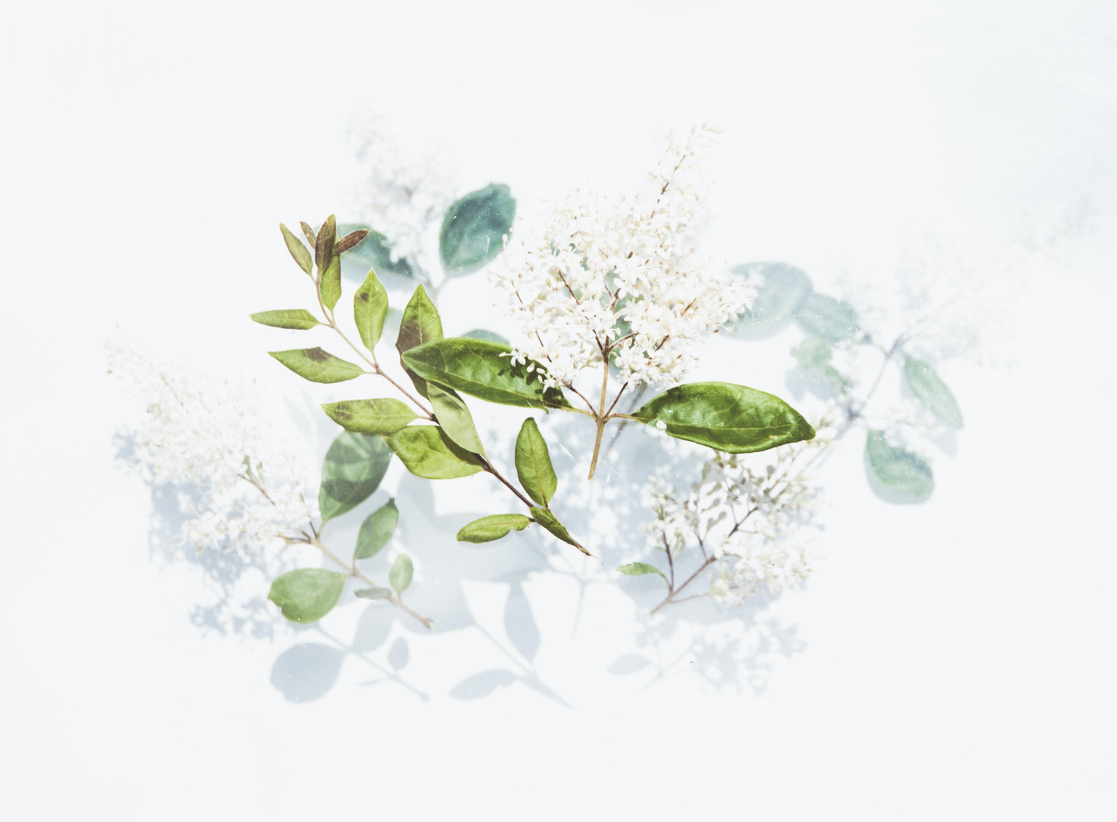 The Effects Of Rhodiola Rosea on Exercise Endurance Capacity