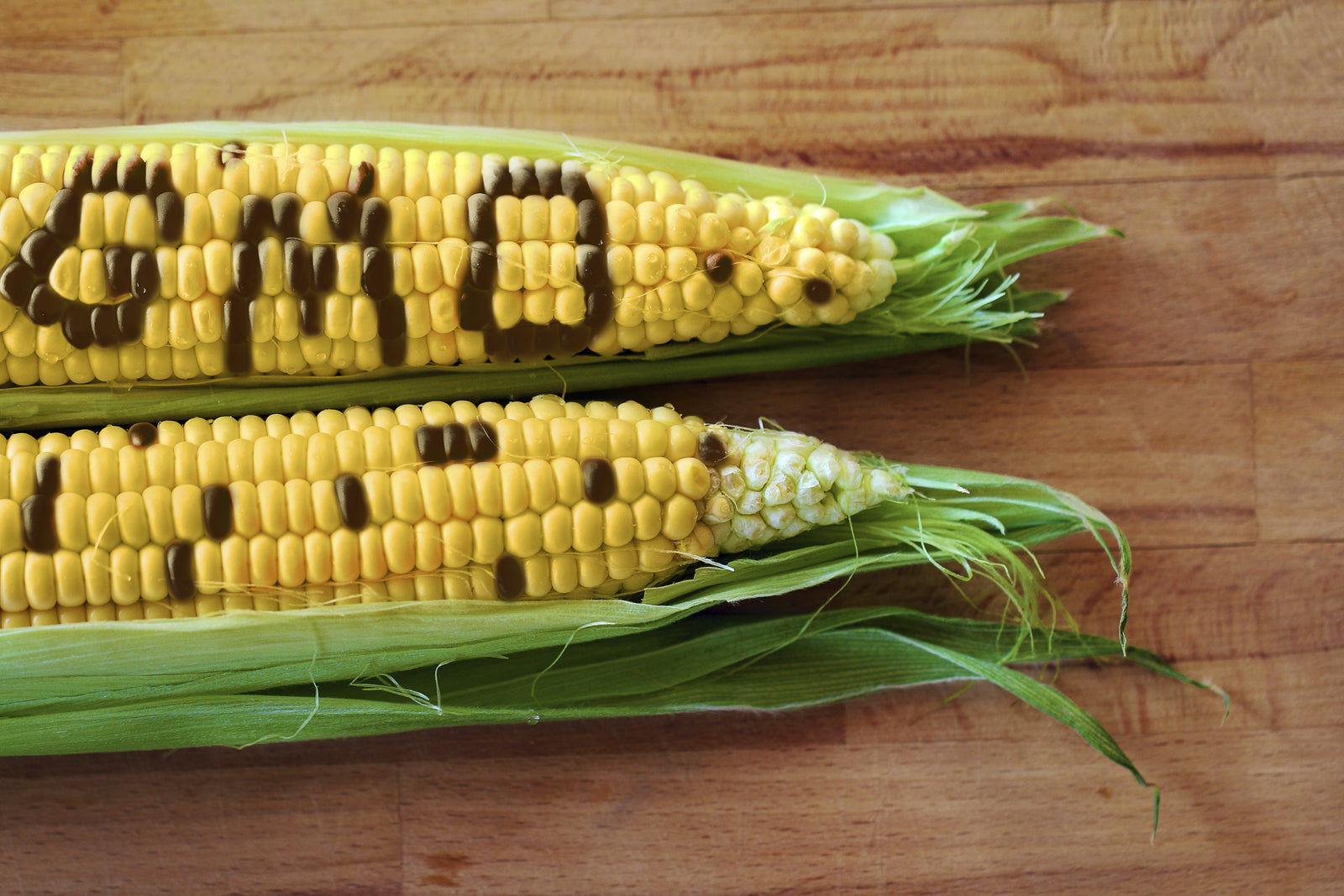 what is a gmo