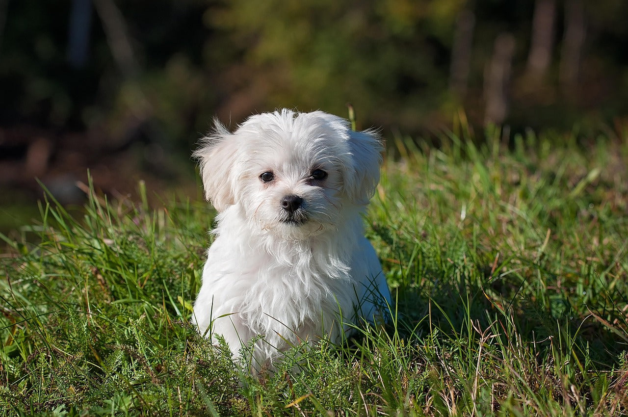 The Truth About Dog Joint Supplements: Do They Really Work?