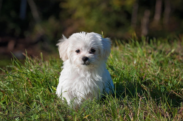 The Truth About Dog Joint Supplements: Do They Really Work?