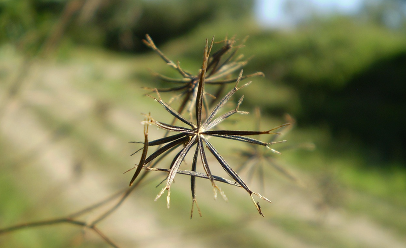 Unlocking the Power of Tribulus: 6 Surprising Benefits for Your Health and Well-being